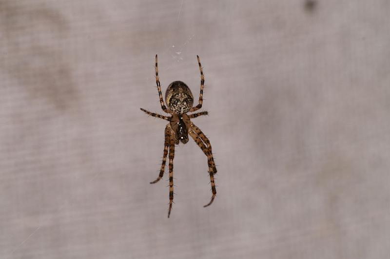 Meta_merianae_D8283_Z_90_Les Gris_Frankrijk.jpg